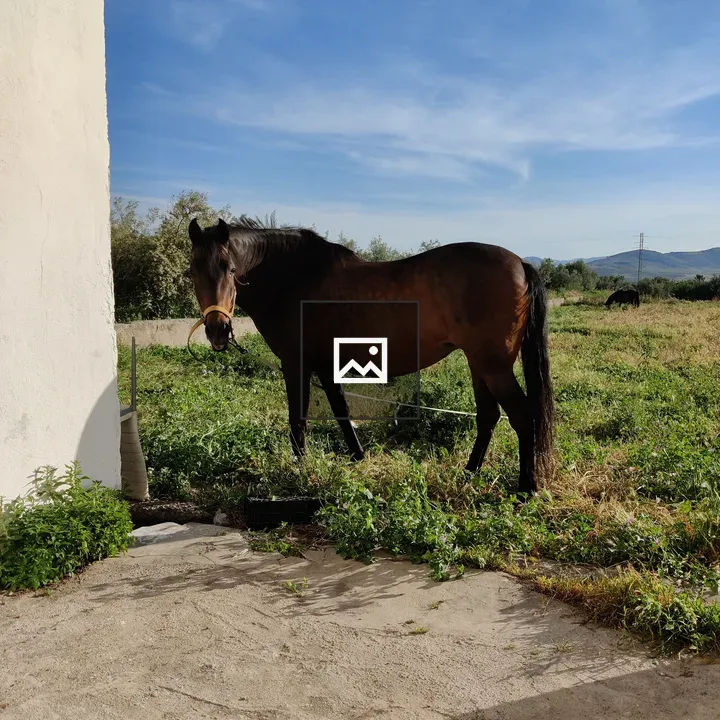 Horse in the Sky