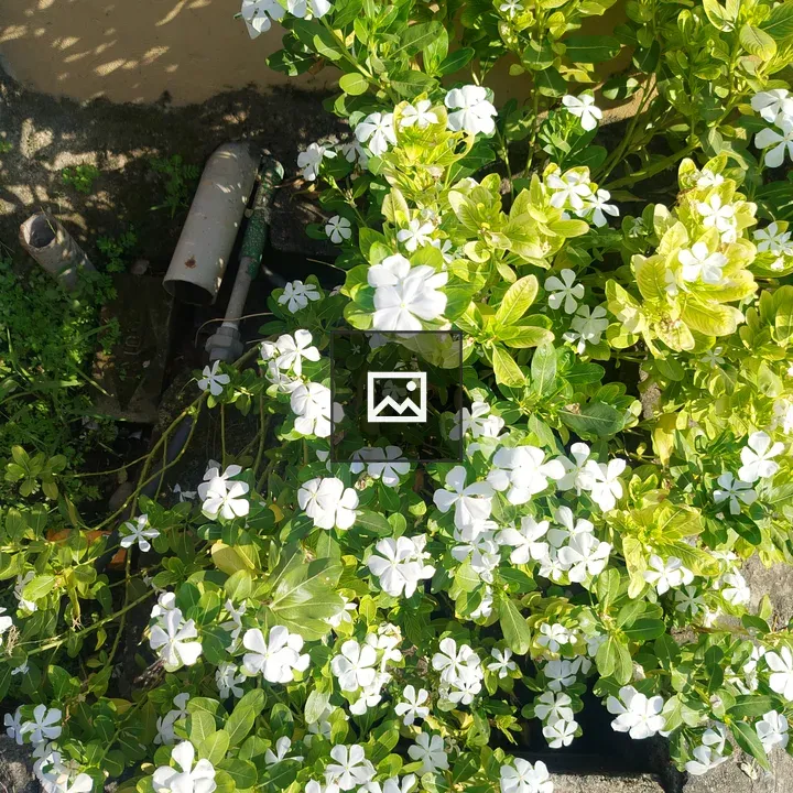 White small flowers