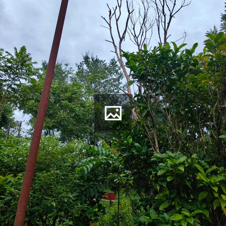 Garden with Green Foliage