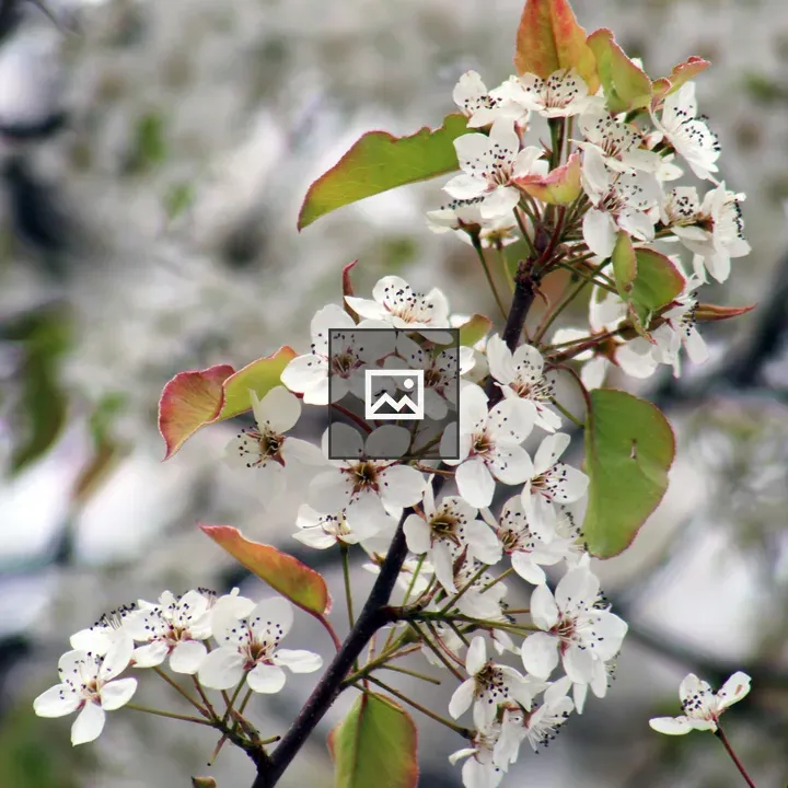 Crabapple Blossoms in Travel Park