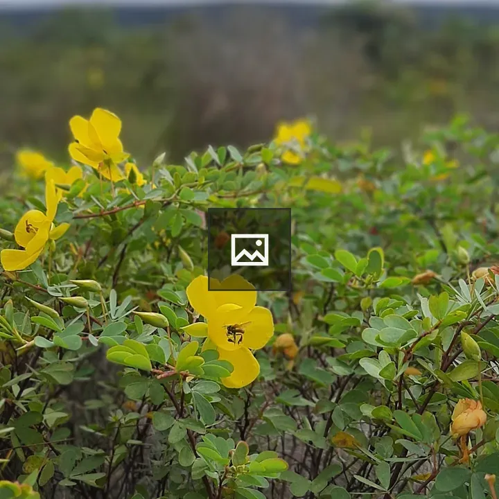 Close-up of yellow flowers with insect