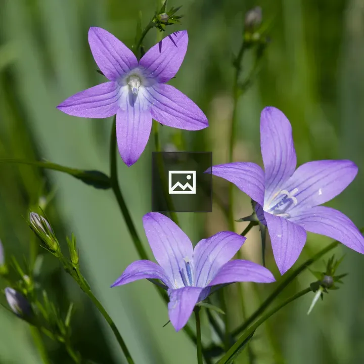 Purple Campanula Flowers Close-Up