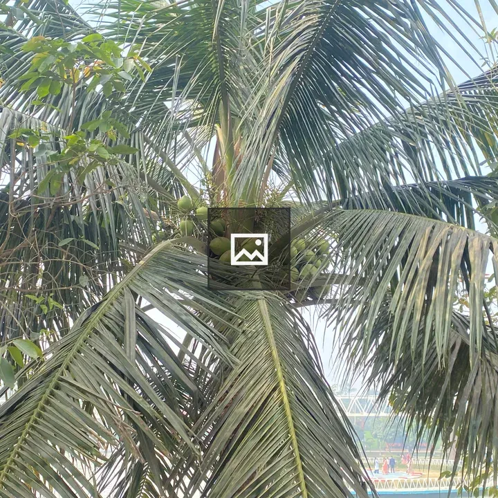 Coconut Tree with Green Coconuts