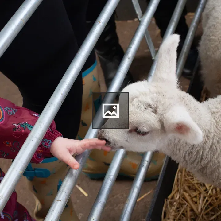 Child’s hand petting lamb