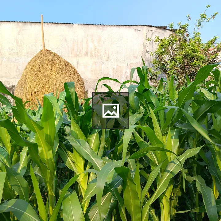 Maize Field with Haystack and House