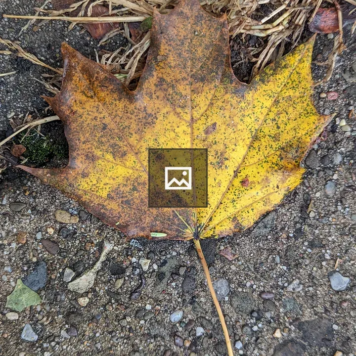 Sycamore leaf on ground