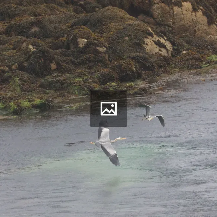 Grey Herons in Flight