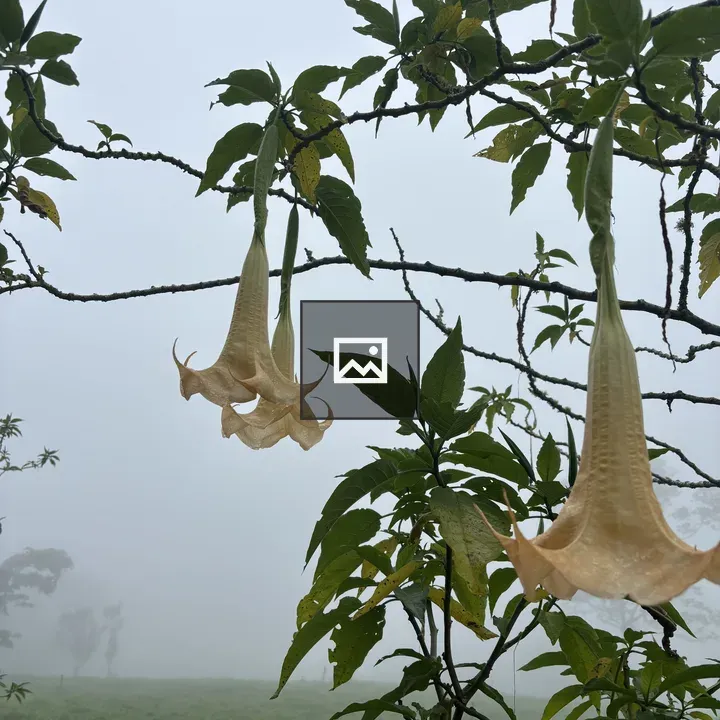 Brugmansia Flowers on Branch