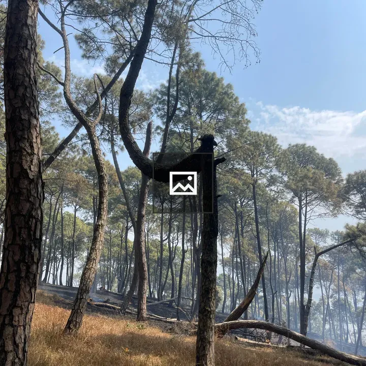 Forest scene with bent tree trunk