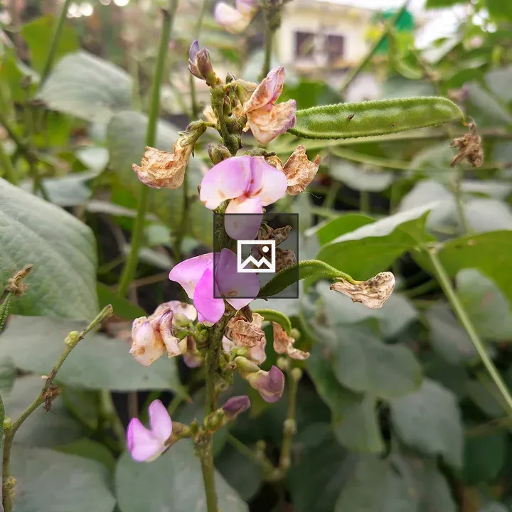 Pink and Purple Flower Cluster