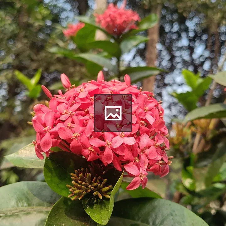 Pink flower cluster