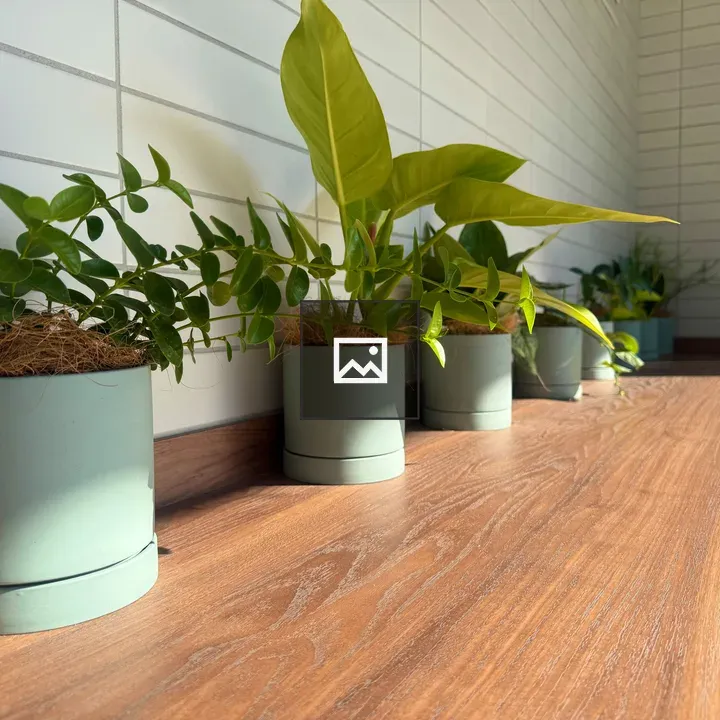 Row of potted green plants on counter