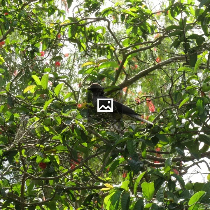 Dark grey bird on branch