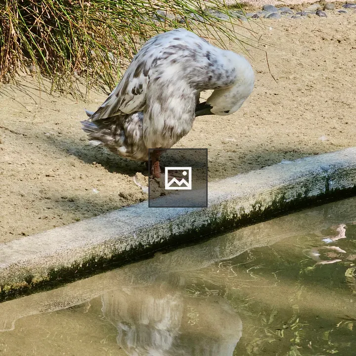 Duck Cleaning by Pond