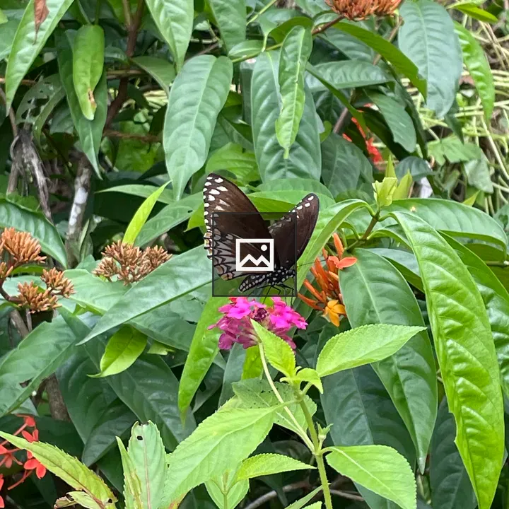 Butterfly on Flower