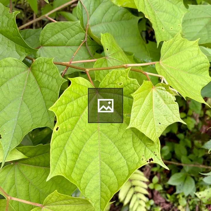 Green heart-shaped leaves close-up