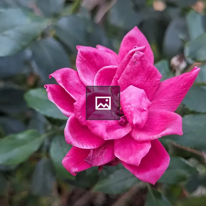 Pink rose beginning to wilt