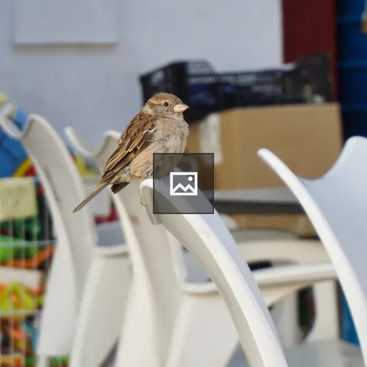 Sparrow on White Chair
