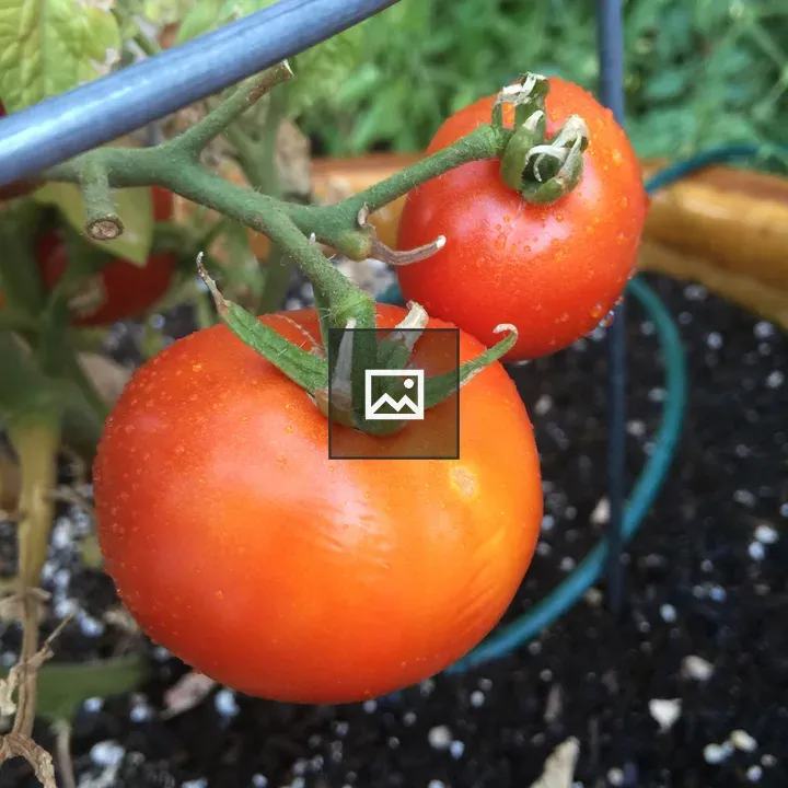 Red Ripe Tomatoes Growing