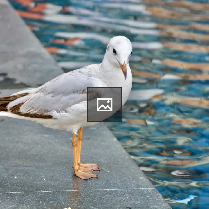 Seagull by the Water in Dubai