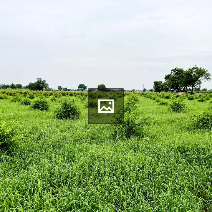 Tall grasses and trees under cloudy sky