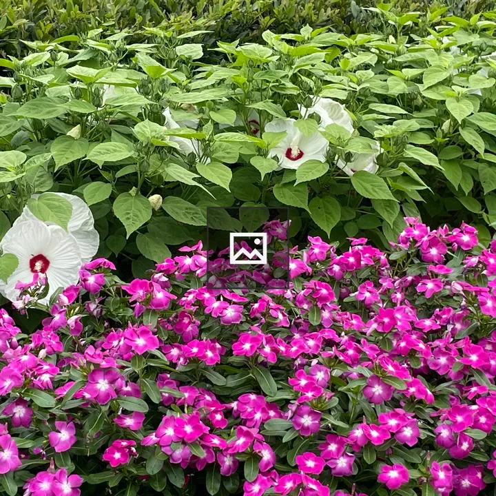 Pink Periwinkle and Hibiscus Plants