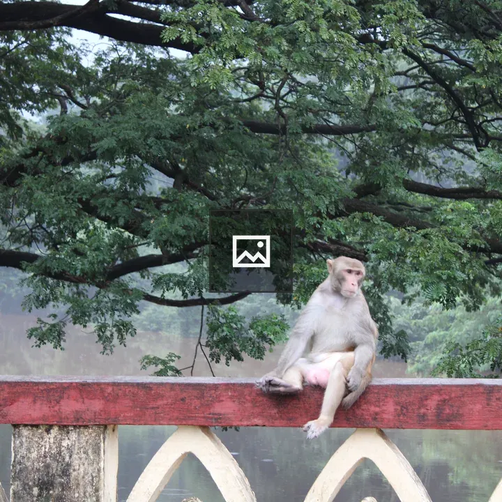 Monkey in forest