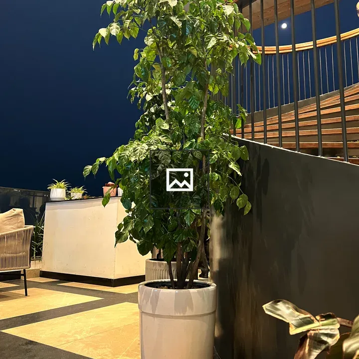 Tall indoor tree in white pot