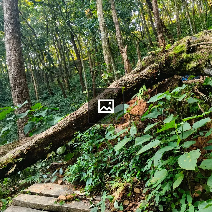Dense forest with fallen tree path