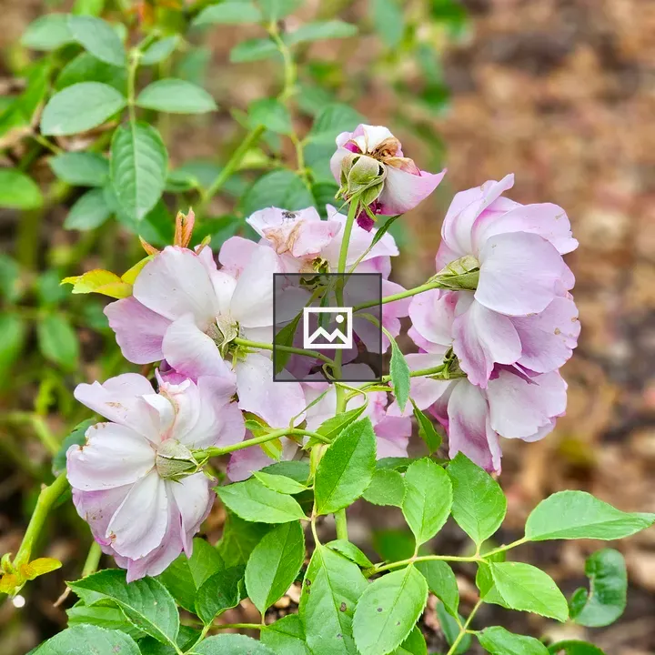 Fading pink roses in garden
