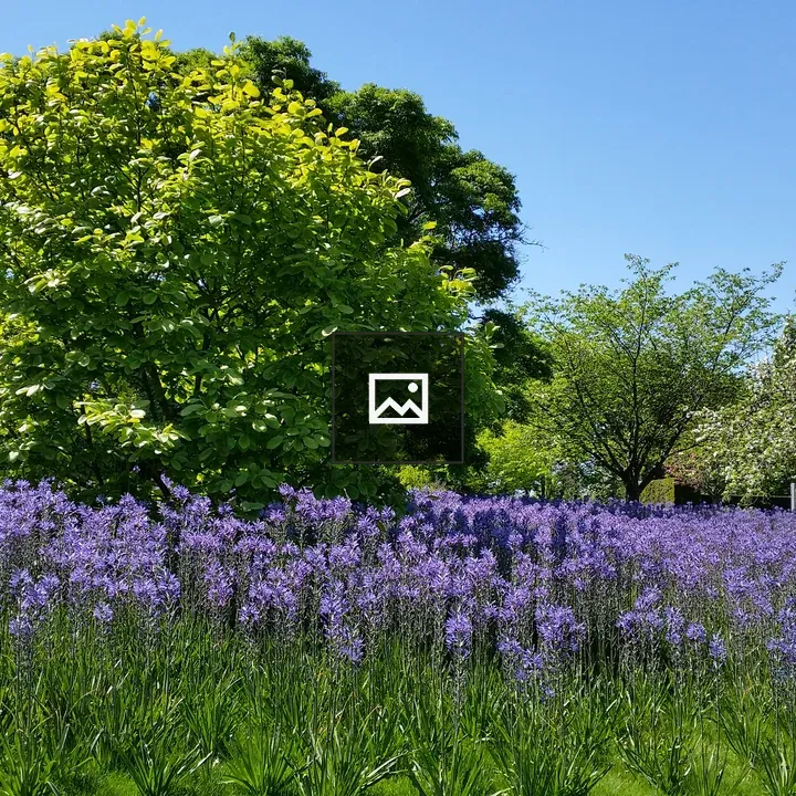 Tall purple flowers at Wisley
