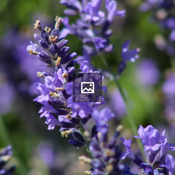 Lavender Flower in New York