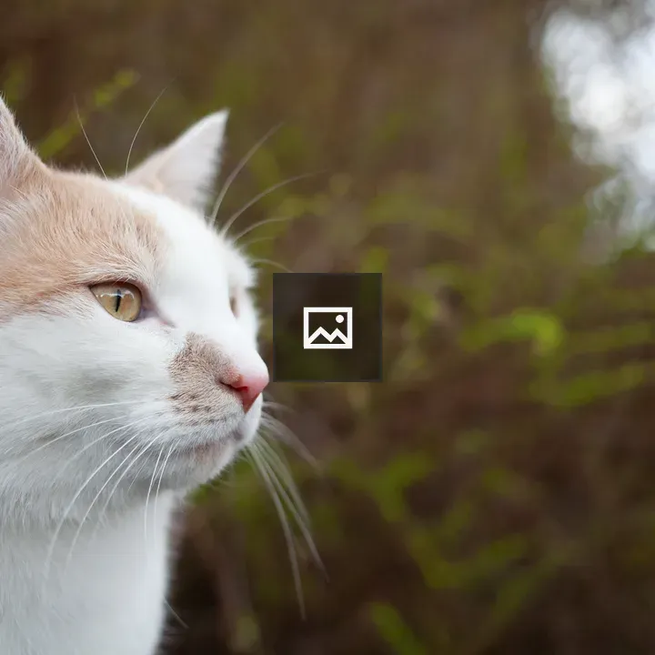 Cat with Blurred Background