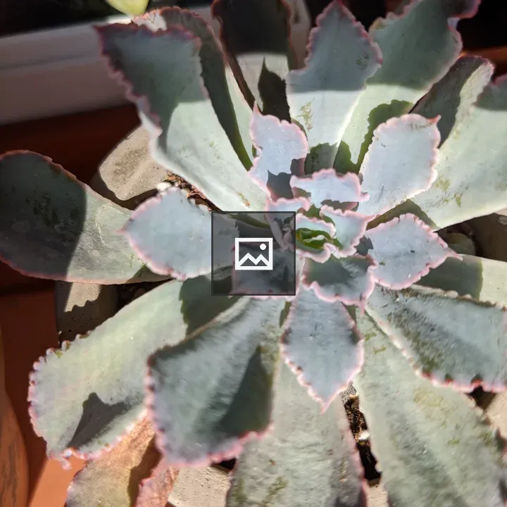 Circular succulent close-up