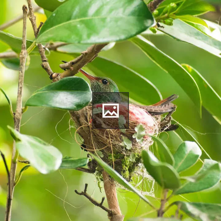 Bird in a Twig Nest