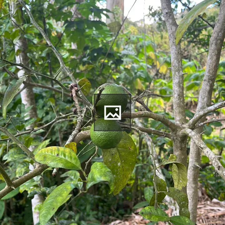 Two green lemons on thorny branch