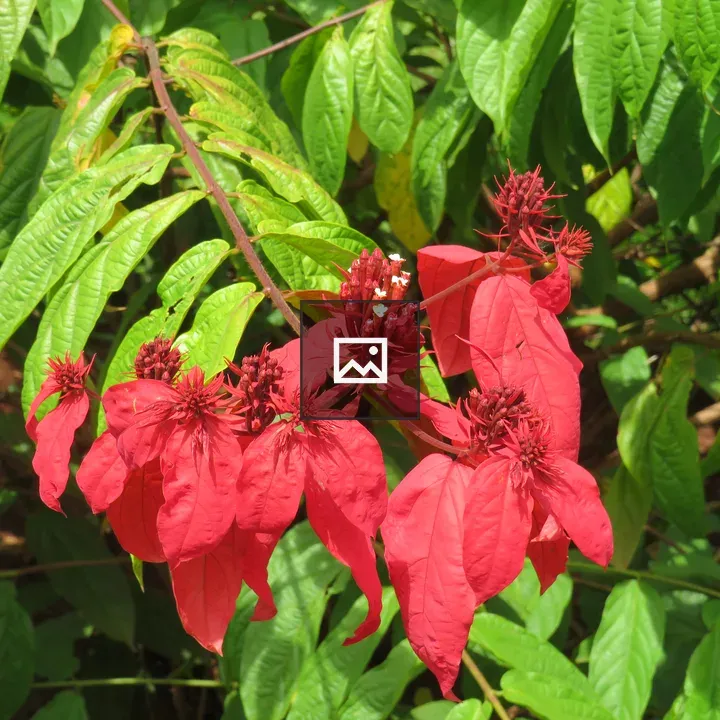Red bracts with white flowers