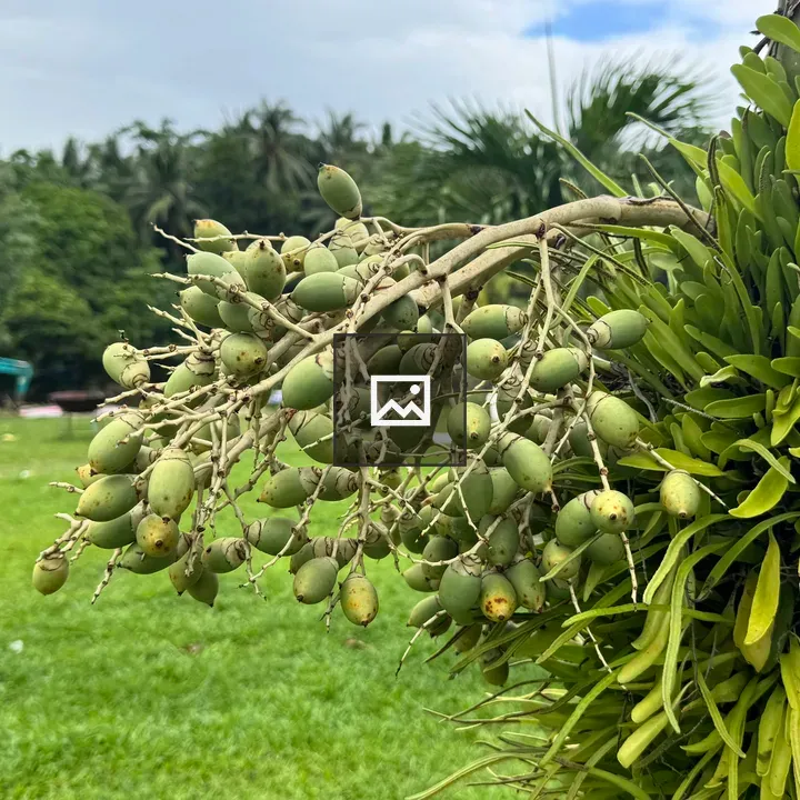 Green betel nuts on branches