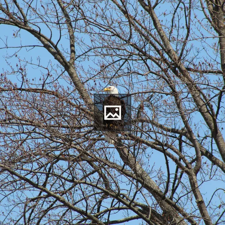 American Bald Eagle in Tree