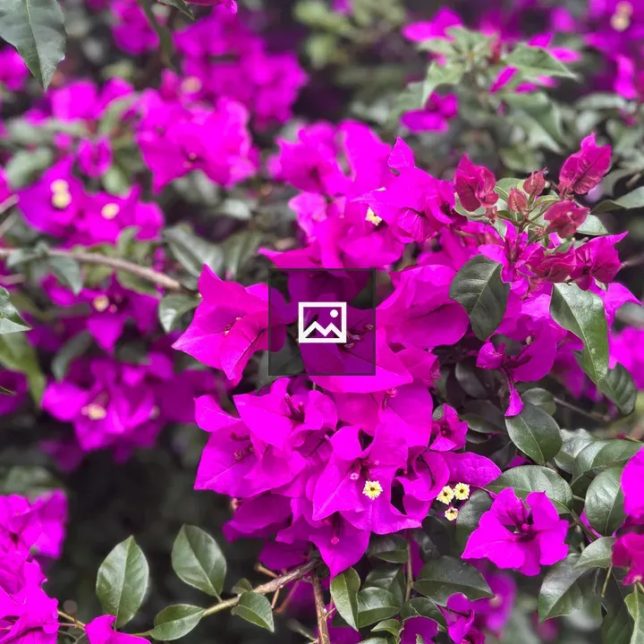 Bougainvillea Cluster in Green Backdrop