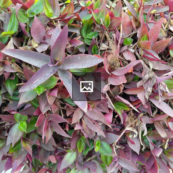Dense Green and Purple Leaves