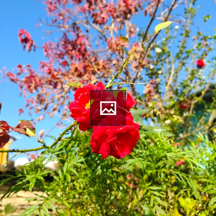 Close-up Red Roses in Foliage