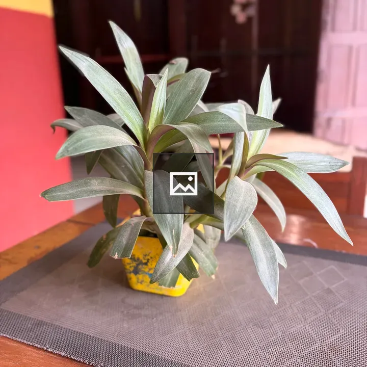 Potted plant in yellow planter