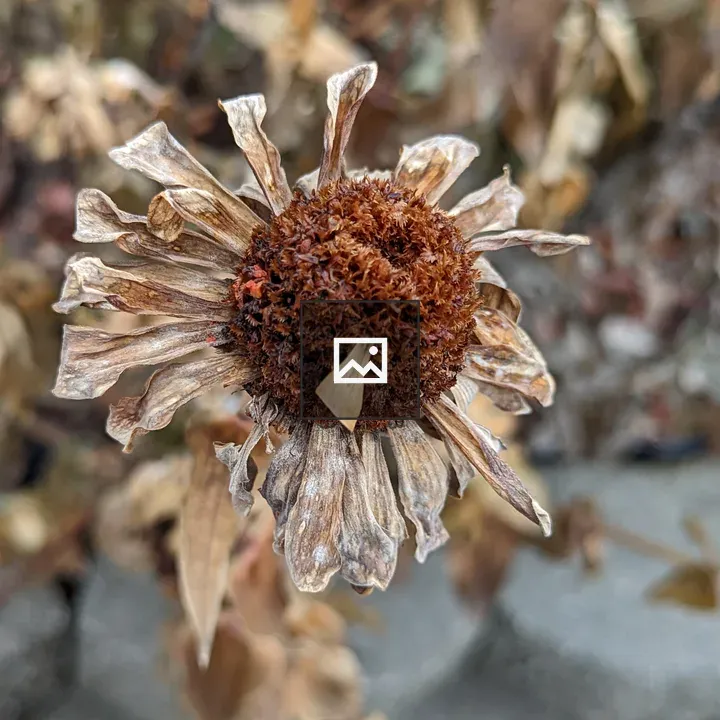 Dried flower in portrait