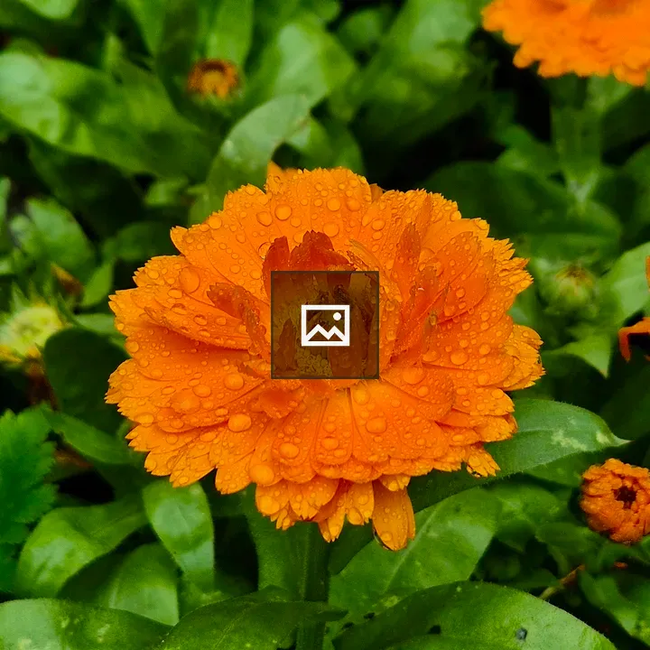 Calendula Flower with Water Droplets