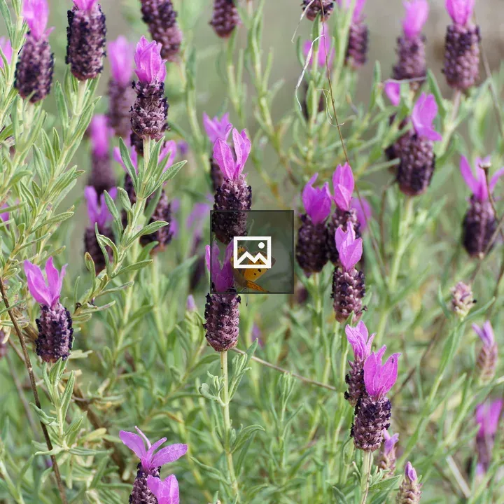 Butterfly on Lavender Flower