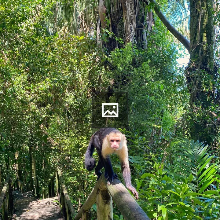 White-faced monkey on wooden railing