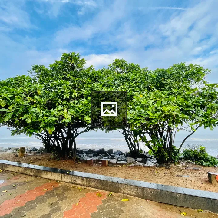Twin trees of Kozhikode beach