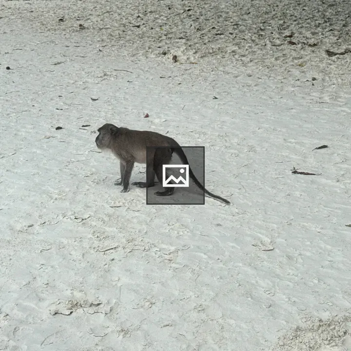 Wild monkey on white sand beach