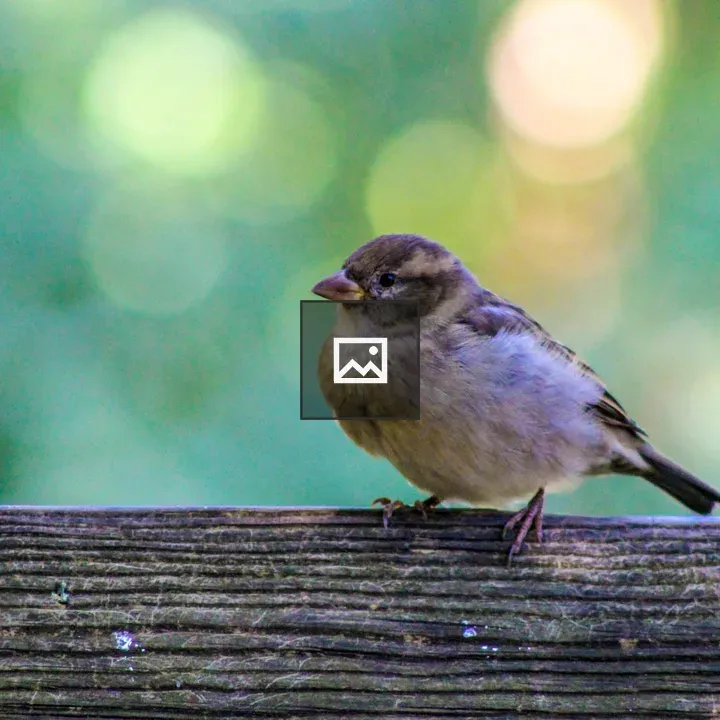 Sparrow in Rochester NY